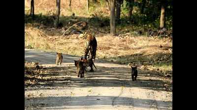 Mother’s pride: Tigress and five cubs spotted in Dudhwa