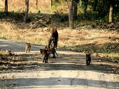 Mother’s pride: Tigress and five cubs spotted in Dudhwa