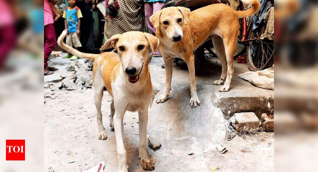 Delhi Reflective collars to track stray dogs Delhi News Times of India