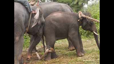 Committee formed to end elephant torture