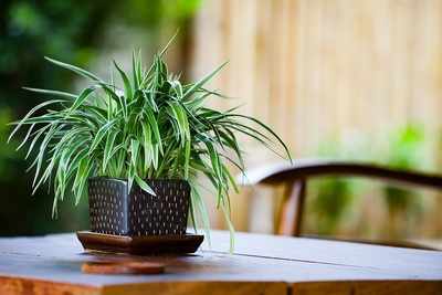 Sale Of Air Purifying Plants On A Rise To Combat Pollution