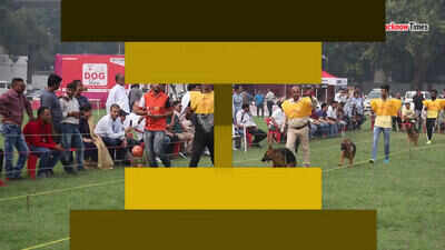 A dog’s day all the way in Lucknow