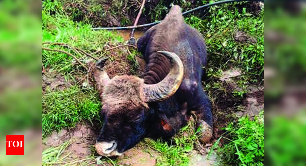 Udhagamandalam: Gaur found dead | Coimbatore News - Times of India
