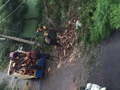 Slashed more than 50 live trees at Ayyapakkam