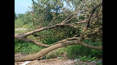 Metro 3: 61% of transplanted trees, mostly in Aarey, dead