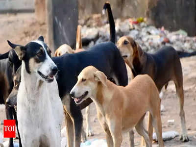 In Shimla, adopt strays, get free parking