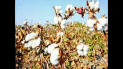 Pink bollworm raises its head again, advisory issued for farmers