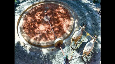 Tamil Nadu: PWD uses oxen to grind mortar for renovation