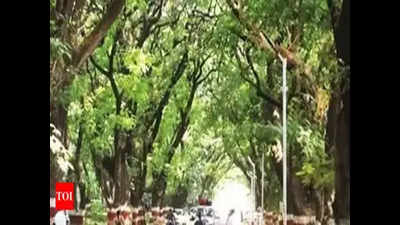 Tamil Nadu: PIL to save 75 trees facing axe at Egmore hospital