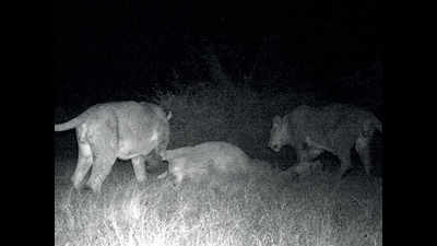 Two lions captured by cameras near Chotila