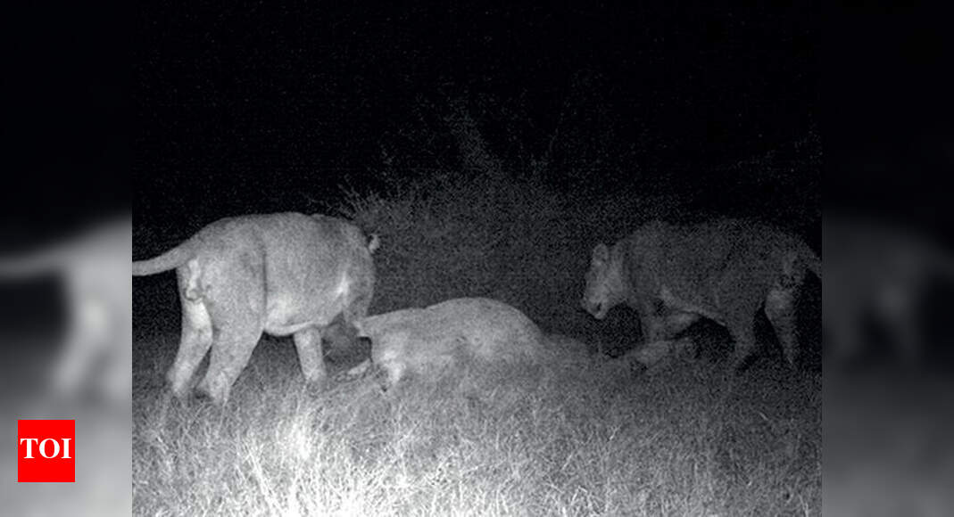 Two lions captured by cameras near Chotila Rajkot News Times of India