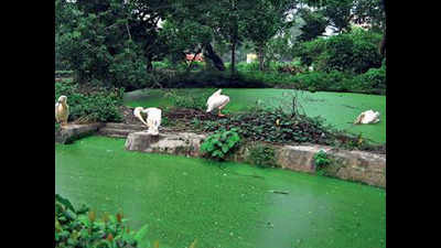 Larva-eating fish for West Bengal zoo ponds