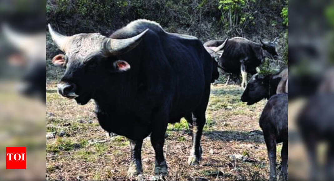 Assam: Mithun meat may soon get approval from FSSAI | Guwahati News - Times of India Assam: Mithun meat may soon get approval from FSSAI | Guwahati News - Times of India