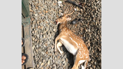 Deer dies after being hit by train in Chennai