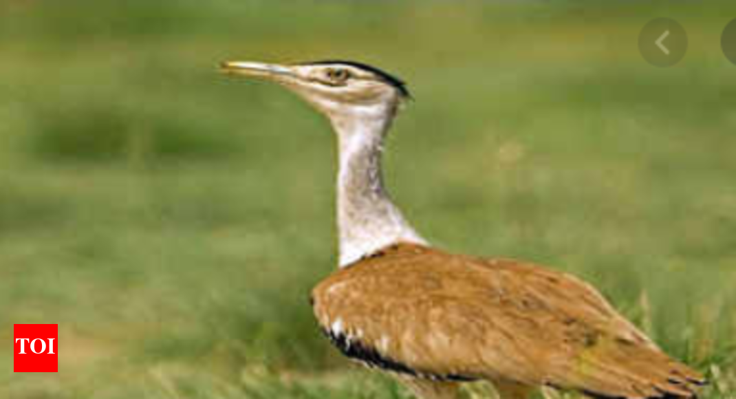 To protect Great Indian Bustard, Environment Ministry to declare their habitats as conservation reserves