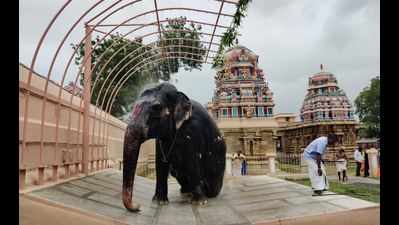 Srirangam temple elephant gets shower facility