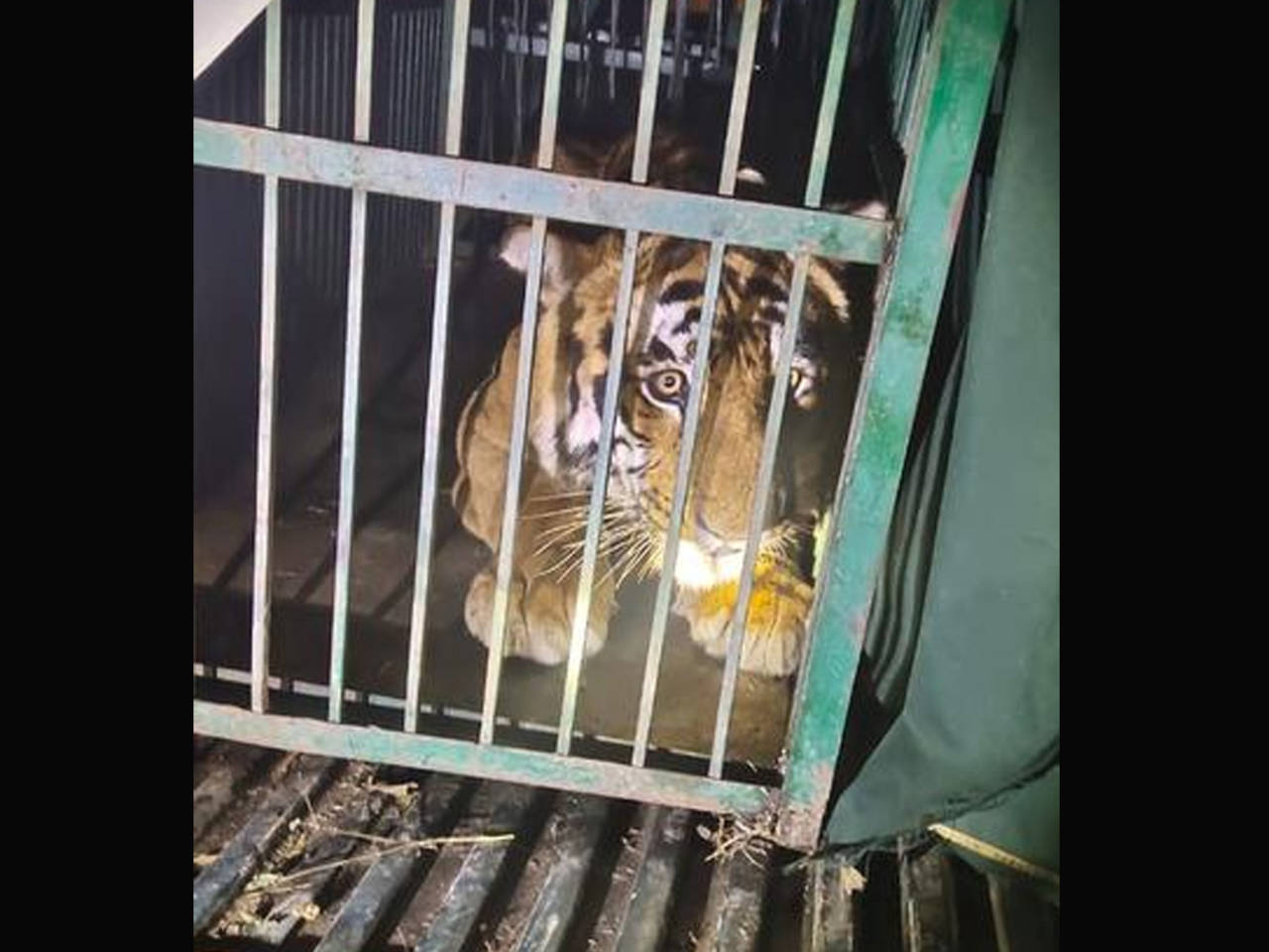 Tiger Vikram, that killed two guards in Corbett, sent to Nainital zoo |  Dehradun News - Times of India