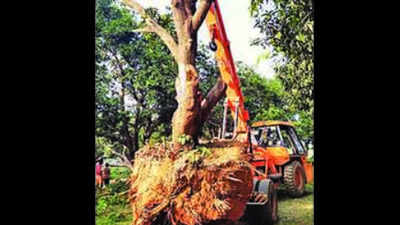 Trees being relocated at Bhagalpur College of Engineering