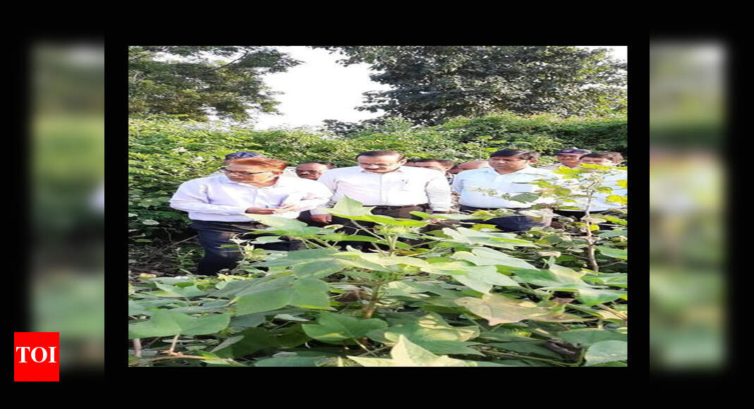 Maharashtra: Central team visits rain-hit Yavatmal to assess crop ...