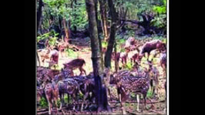 Odisha: Overcrowded Nandankanan plans exchange programme for its animals