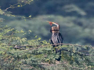 Haryana: Beak snapped shut with trash, bird fights for life in Sultanpur |  Gurgaon News - Times of India