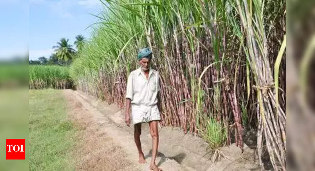 Tamil Nadu govt raises subsidy for sugarcane farmers installing drip irrigation system