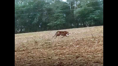 Madhya Pradesh: Panna tiger travels 150 kms to reach UP villages