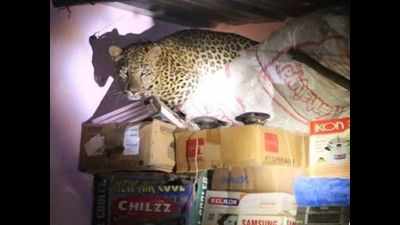 Maharashtra: Leopard enters farmer’s house in Ahmednagar, creates panic
