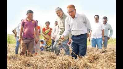 Central team inspects rain-hit crops in Chanda