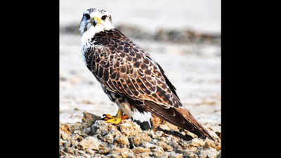 Rare migratory falcon sighted in death-scarred Sambhar Lake