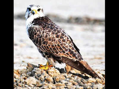 Rare Migratory Falcon Sighted In Death Scarred Sambhar Lake