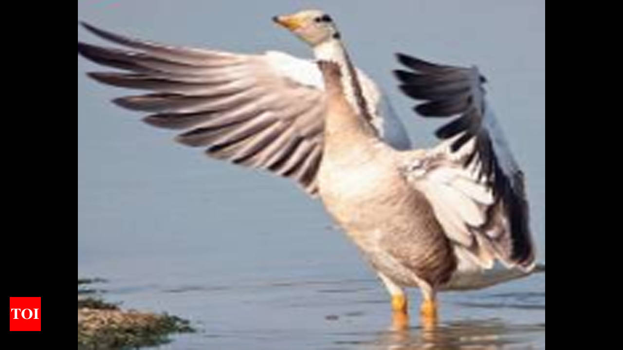 49 migratory birds species spotted at Chandigarh's Sukhna Lake during  survey - Hindustan Times