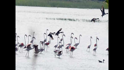 Gujarat: All not well in paradise for birds