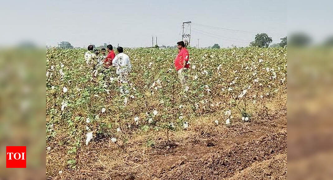 Gujarat Pest onslaught may hit cotton production Rajkot News Times