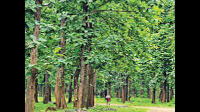 Kerala: Teak plantations to make way for natural forests soon