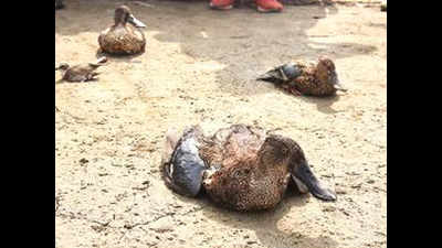 Death toll of avian guests now at 19,507: Rajasthan to high court