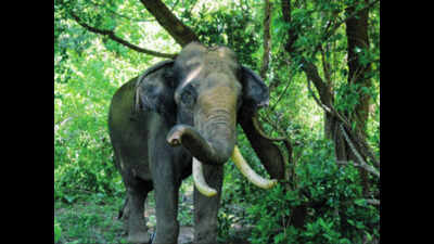Coimbatore: Wild elephants to be profiled for tracking rogue ones easily