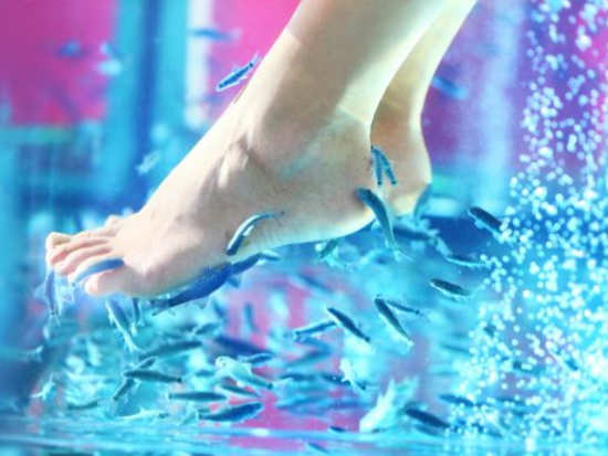 All the reasons why you shouldn't get a fish pedicure done