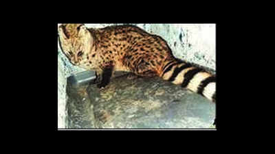 Agra villagers find injured civet