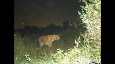 Mihan tiger caught on camera again, IT company starts removing vegetation