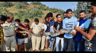 Navi Mumbai: Huge Indian rock python rescued from stone quarry