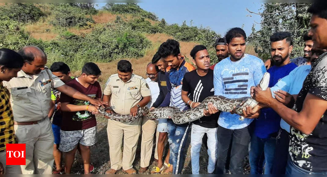 Indian Rock Python Rescued: Navi Mumbai: Huge Indian Rock Python 