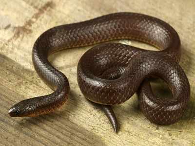 Researchers discover new snake species from Arunachal Pradesh