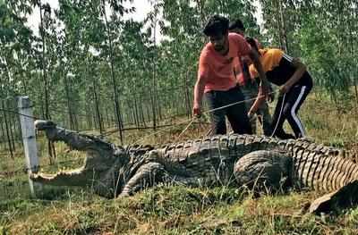 Gujarat: 12-foot crocodile rescued from Raval village after 4-hour ...