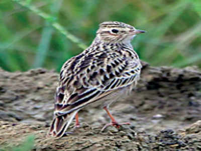 Creating A Flutter 246 Bird Species At Winter Count Delhi