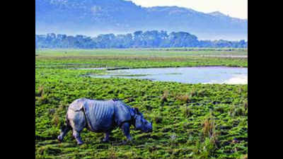 50 rhino poachers held in Kaziranga this year