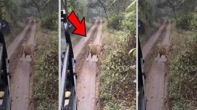 Viral: Tiger chases tourist jeep in Ranthambore