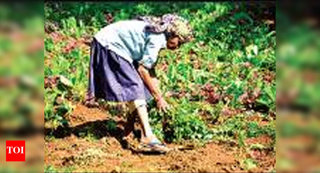 Farmers urged to diversify to bolster income in Goa | Goa News - Times ...