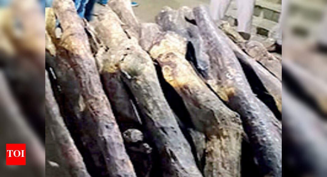 Bengaluru Red sanders found in grove, four held Bengaluru News