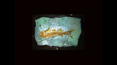 Telangana: Fish fossil found in Ramagundam